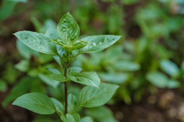 Come adottare uno stile di vita a zero rifiuti e ridurre la produzione di rifiuti?